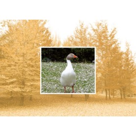 Mandarino se despide