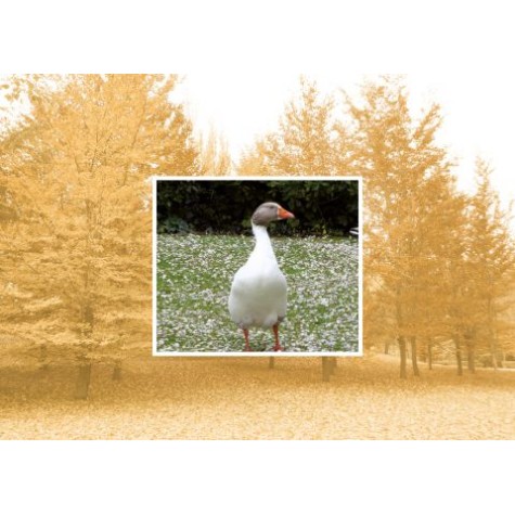 Mandarino se despide